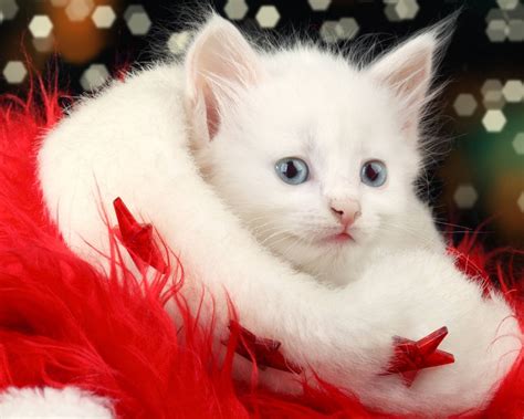 Милого белого котика - картинки и фото koshka.top