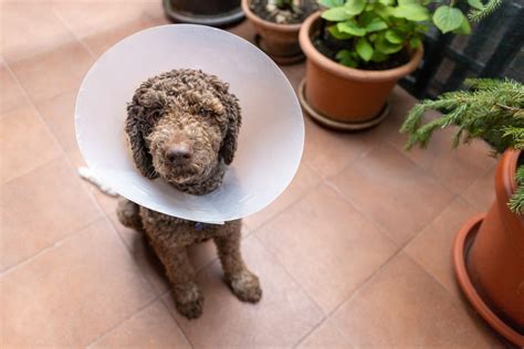 Lagotto Romagnolo Breed: Your Complete Guide