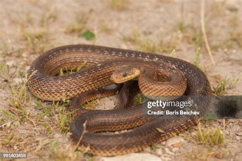 83 Aesculapian Snake Stock Photos, High-Res Pictures, and Images ...