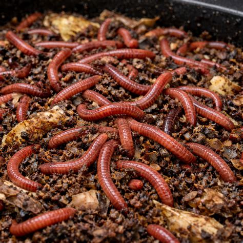 earthworms  axolotls