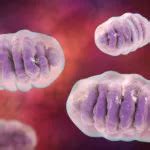 Mitochondrial Disease Therapies: Unlocking Treatment... | Blog