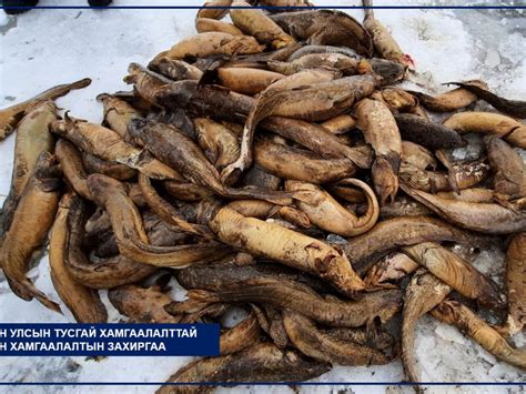 ВИДЕО: Шар усны үер орсны улмаас хүчил төрөгчийн дутагдал үүсэж 200 ...