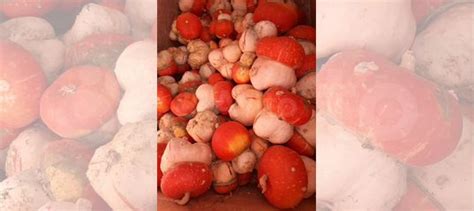 Тыква декоративная, семена купить в Джанкое | Товары для дома и дачи ...