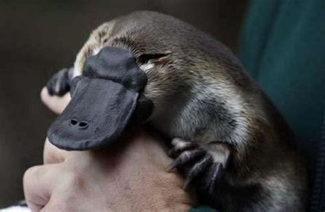 Ugly but Cute Baby Animals (55 pics) - Izismile.com