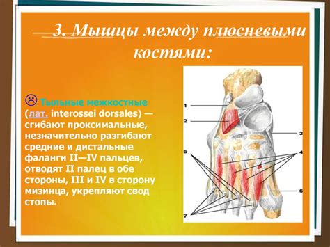 Своды стопы, механизмы, укрепляющие своды стопы. Плоскостопие ...