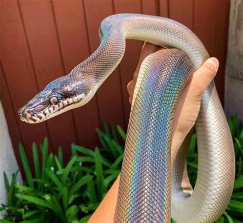 White Python Snake