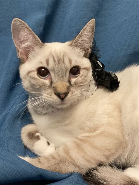 Sunny: Lynx Point Siamese Kitten Looking for Furrever Home - 92.1 WLHR