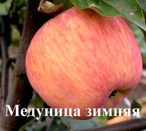 Купить Яблоня "Медуница зимняя" на карликовом подвое Садоград 1летние ...
