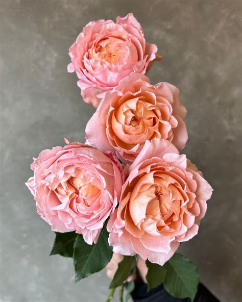 Джульетта Спрэй | Julietta Spray - Rosas del Corazón