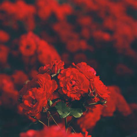 Red flowers Wallpaper 4K, Floral, Blur background