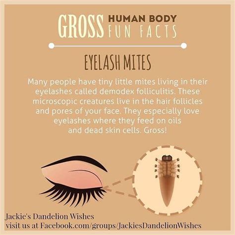 4 Simple Home Remedies For Beating The Tiny Invaders On Your Eyelashes