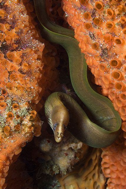 Freshwater Eels