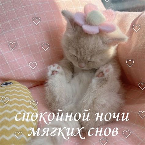 Спокойной ночи | Kittens cutest, Cat memes, Love memes