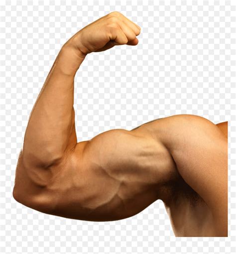 Flexing Arm Muscles Diagram Muscles Arm Flexing Anato - vrogue.co