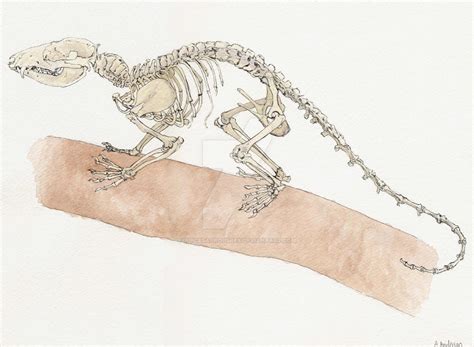 opossum skeleton by alicesaurousrex on DeviantArt