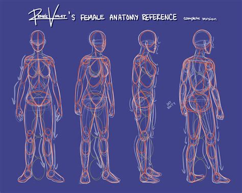female anatomy reference complete version  reneeviolet  deviantart