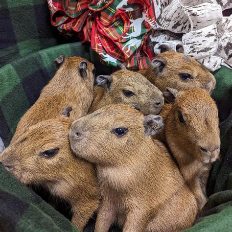 Baby Capybara : r/capybara