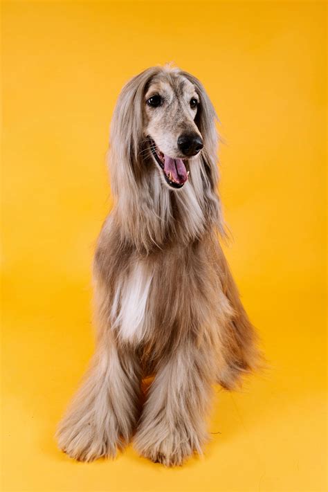 Download Our Furry Friend Wallpaper | Wallpapers.com