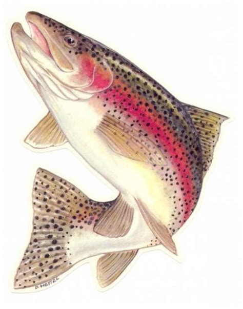 Форель (Salmo trutta m. lacustris). Статьи на сайте nordural.ru