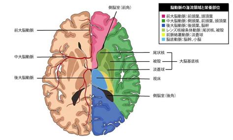 脳卒中のリハビリ治療 - rehatora.net