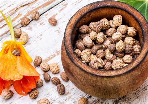 How To Start Nasturtium Seeds | Storables