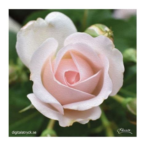 Pale Pink Rose Swedish Dishcloth – ScanSpecialties