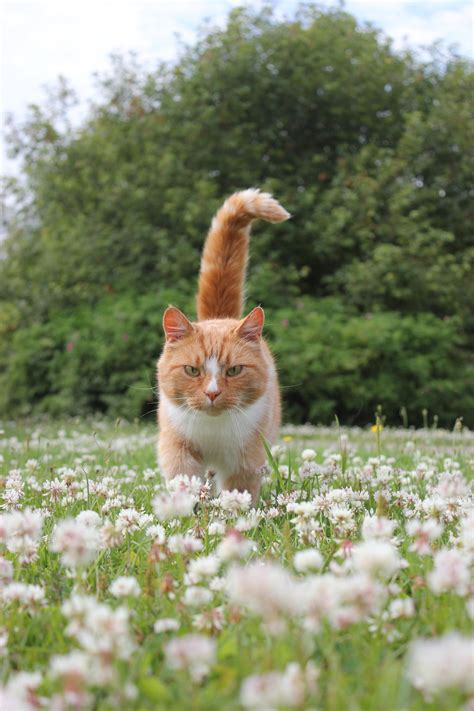 ginger cat among flowers by purstotahti on DeviantArt