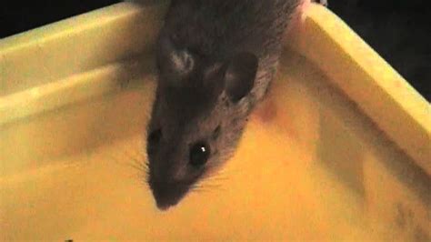 Mouse Drinking Water - YouTube