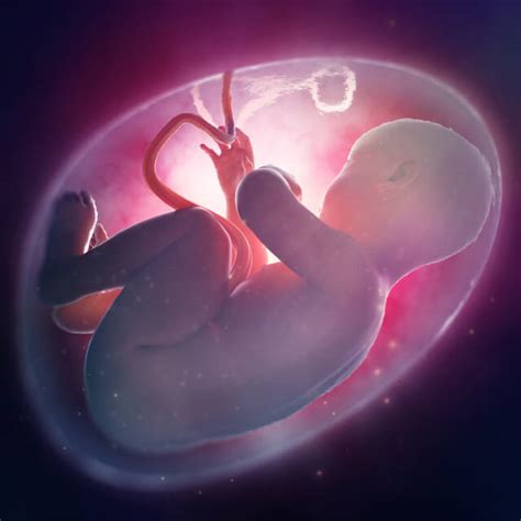 An Overview of Function of Placenta | IFPAFederation.org