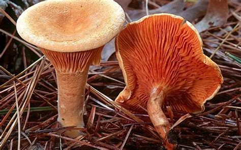 Ложные лисички: как отличить от настоящих, фото и описание