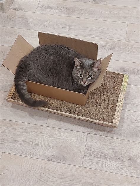 i 1 / кот в коробке :: котэ (прикольные картинки с кошками) / смешные ...