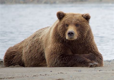 bear bear facts  kids twinkl twinkl