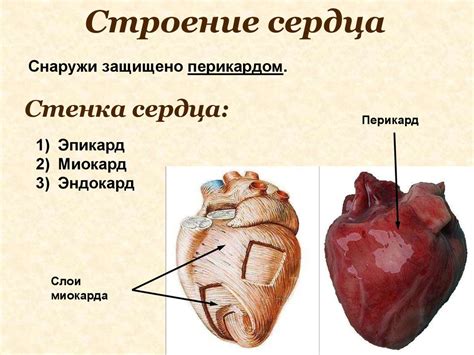 Сердечно-сосудистая система. Строение сердца - презентация онлайн