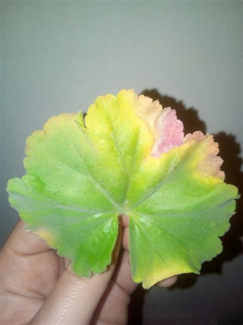 ПЕЛАРГОНИЯ (Герань) - Pelargonium (Geranium) | ВКонтакте