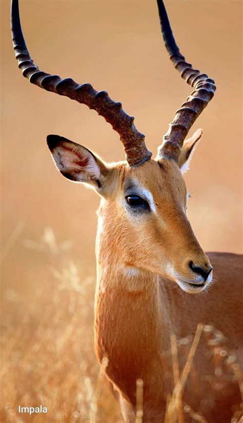 Impala Animal in the African Wilderness