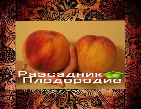 Праскови - Разсадник Плодородие