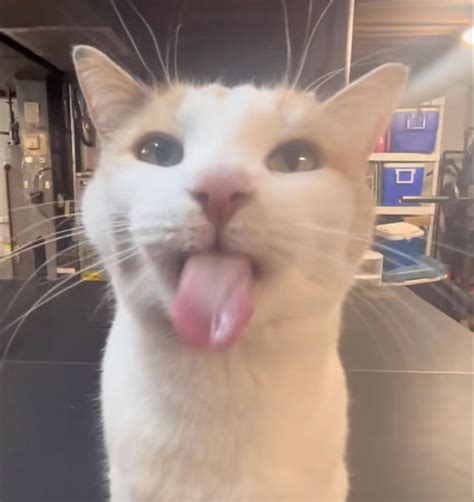 BLEH 2.0!!! | Cat memes, Funny cats and dogs, Cute cat