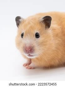 Syrian Hamster Face Looking Left Stock Photo 2223572455 | Shutterstock