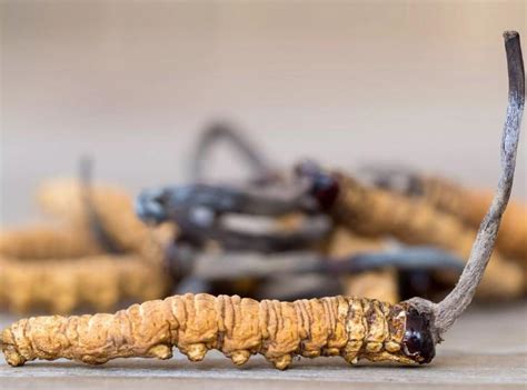 Cordyceps Sinensis Benefits