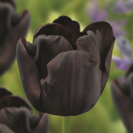 Tulip Paul Scherer - Bulbs