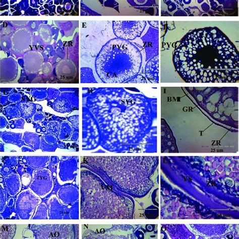 Different stages of oocyte maturation in H. molitrix. A and B ...