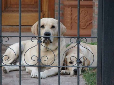 long  labradors  left  pup  senior world  dogz