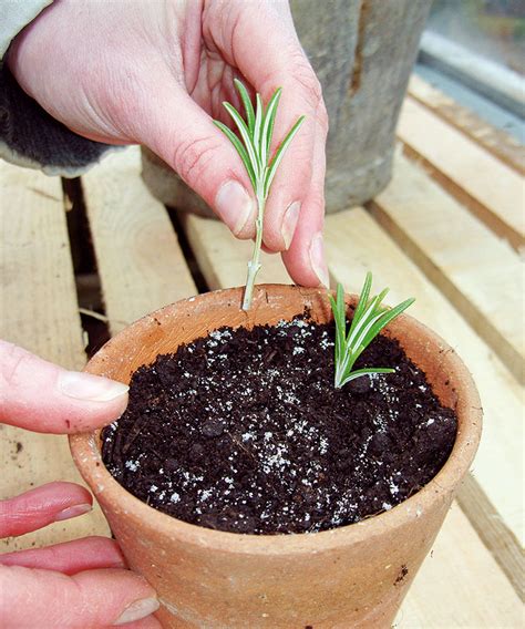 experts tips    propagate rosemary  cuttings homes