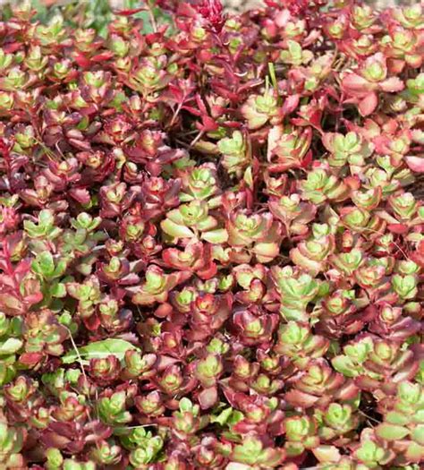 Sedum spurium 'Dragon's Blood' (Caucasian Stonecrop)