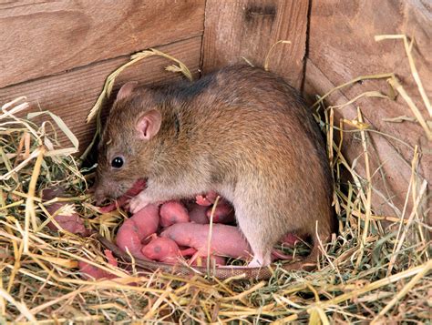 rat rodent species habitats characteristics britannica