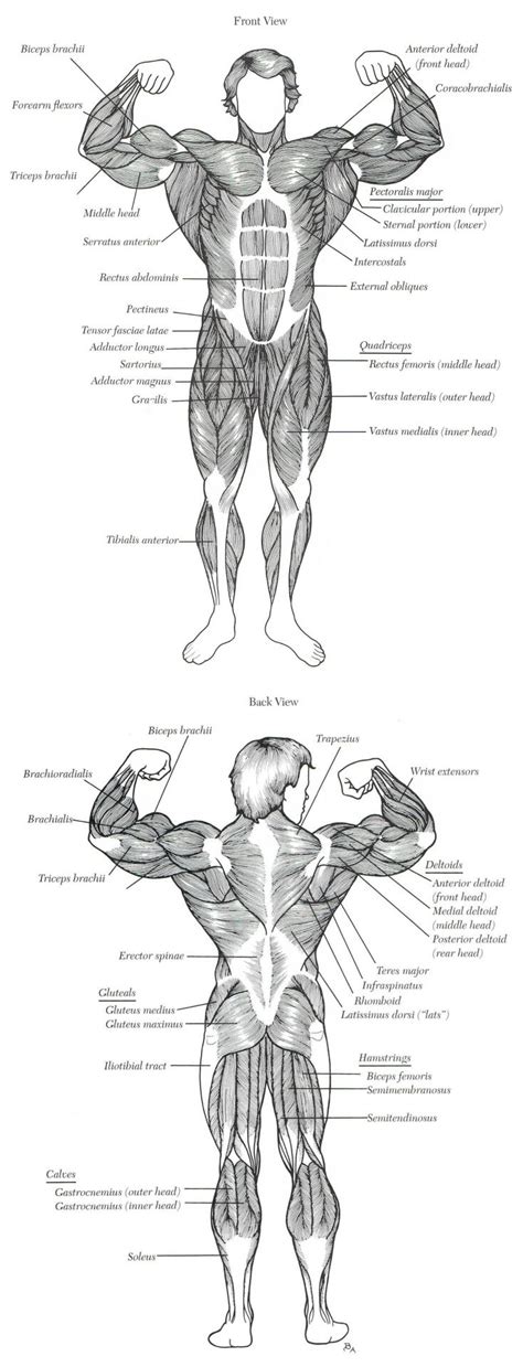AnatoRef | Musculature Anatomy Chart | Drawing tutorial, Humanoid ...