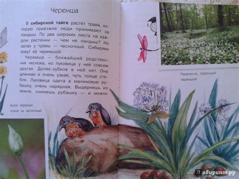 Книга: Зачем луку луковица? - Алексей Смирнов. Купить книгу, читать ...