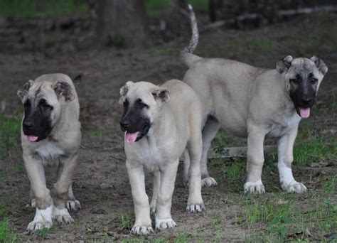 Turkish Boz Shepherd — Natural Born Guardians