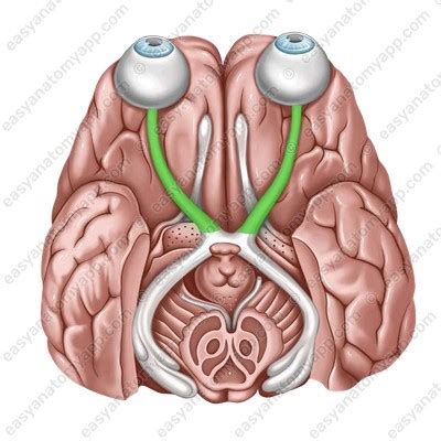 ЧМН II: Зрительный нерв – Easy Anatomy 3D