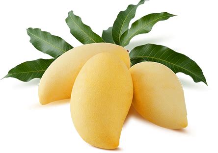 Download Tasting Mangos All Year Round - Nam Dok Mai Mango Png PNG ...